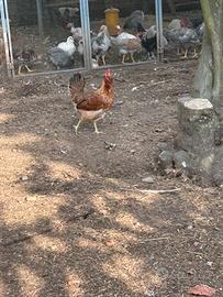 Galline nostrane