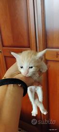 Gattini dolcissimi