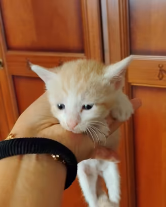 Gattini dolcissimi