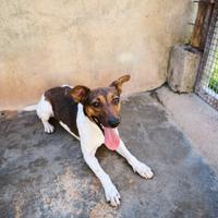 JACK - simil jack russell di 1 anno