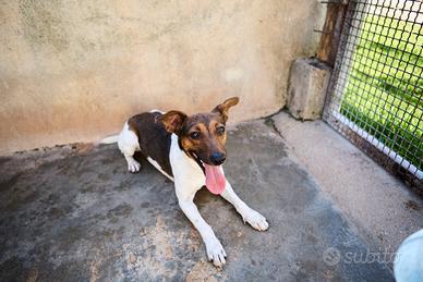 JACK - simil jack russell di 1 anno