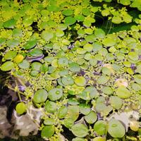 piante per acquario galleggianti limnobium 