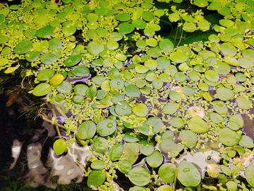 piante per acquario galleggianti limnobium 
