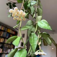 Hoya lacunosa, polyneura, david-cummingii