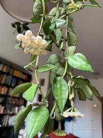 Hoya lacunosa, polyneura, david-cummingii