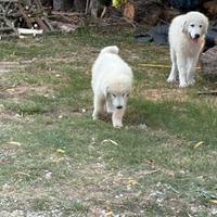 Cuccioli pastore maremmano abruzzese