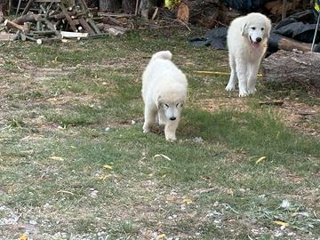 Cuccioli pastore maremmano abruzzese
