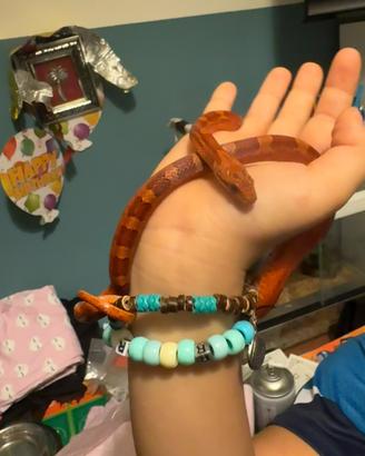 Serpente del grano