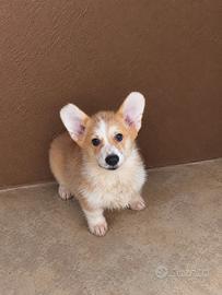 Welsh corgi pembroke