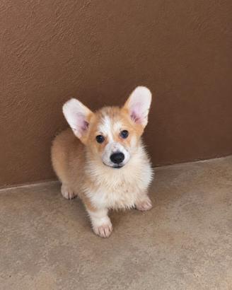 Welsh corgi pembroke