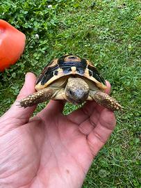 Tartarughe di terra Hermanni B