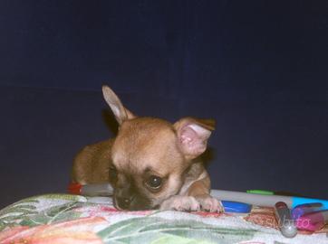 Splendido cucciolo di Chihuahua