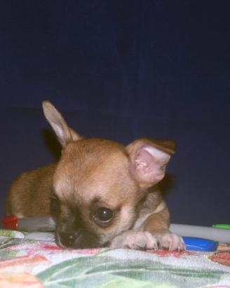 Splendido cucciolo di Chihuahua
