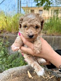 Cucciolo di barboncino