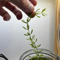 Talee di Ceratophyllum