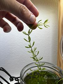 Talee di Ceratophyllum