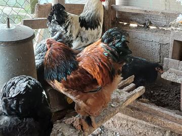 Animali da cortile