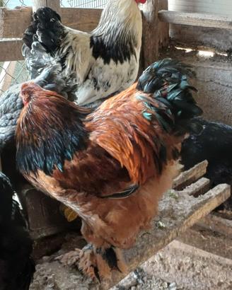 Animali da cortile