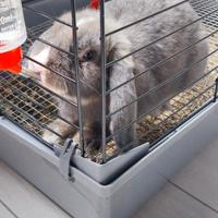 Coniglio ariete nano