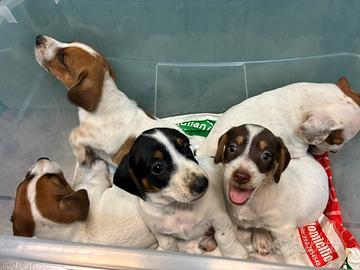 Cuccioli di cane