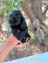 Cocker spaniel inglese
