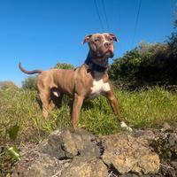 American Pitbull terrier in standard UKC