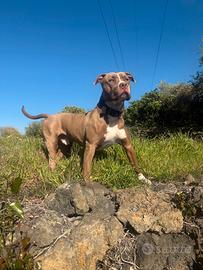 American Pitbull terrier in standard UKC