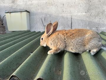 Conigli nostrani incrocio con papillon
