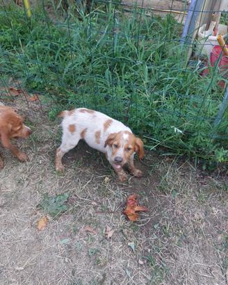 Cucciolo Epagneul Breton