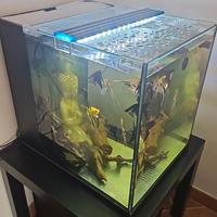 acquario cubici da 60 lotri /scalari 