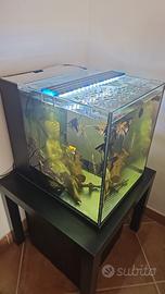 acquario cubici da 60 lotri /scalari 