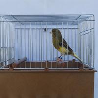 Canarini Timbrado Spagnolo