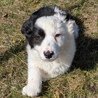 Cuccioli di border collie