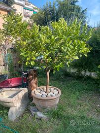 Piante in vaso