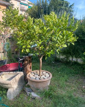 Piante in vaso