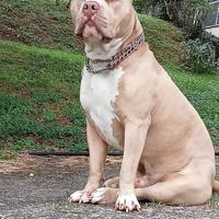 American Bully standard disponibile per monta