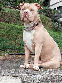 American Bully standard disponibile per monta