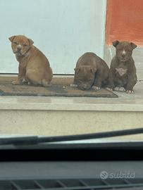 Cuccioli di Pitbull Rednose