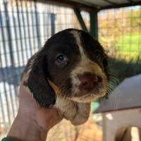 Cuccioli Springes Spaniel