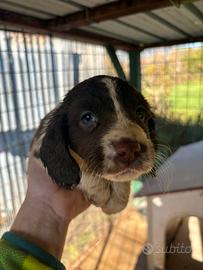 Cuccioli Springes Spaniel