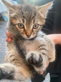 Gattini 2 mesi