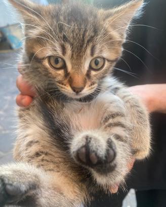 Gattini 2 mesi