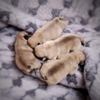 Cuccioli di Bulldog Francese