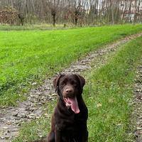 Labrador femmina per accoppiamento