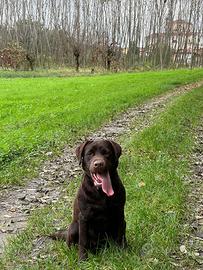 Labrador femmina per accoppiamento