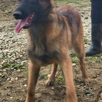 Cucciolona di pastore belga malinois