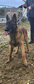Cucciolona di pastore belga malinois