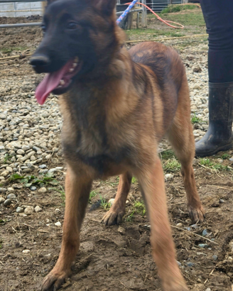 Cucciolona di pastore belga malinois