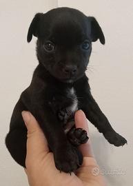 Cuccioli di ciwawa 