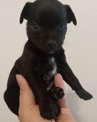 Cuccioli di ciwawa 